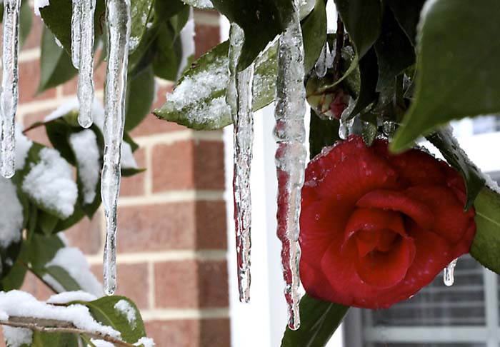 Icicle and Camelia