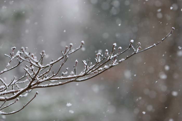 Snow on Dogwood
